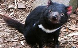 [ẢNH] Điều ít biết về quỷ Tasmania - sinh vật vừa chào đời ở lục địa Australia sau 3.000 năm biến mất