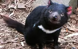 [ẢNH] Điều ít biết về quỷ Tasmania - sinh vật vừa chào đời ở lục địa Australia sau 3.000 năm biến mất