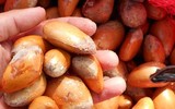 [ẢNH] 5 món ngon lạ miệng từ những phần tưởng như bỏ đi của quả sầu riêng