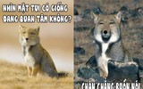 [ẢNH] Điểm danh những sinh vật có vẻ ngoài hài hước nhất hành tinh