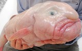 [ẢNH] Khám phá những loài cá kỳ dị nhất hành tinh 