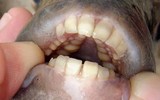 [ẢNH] Khám phá những loài cá kỳ dị nhất hành tinh 