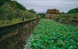[ẢNH] Mùa sen thanh khiết trên khắp nẻo miền Trung 