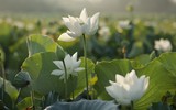 [ẢNH] Mùa sen thanh khiết trên khắp nẻo miền Trung 