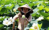 [ẢNH] Mùa sen thanh khiết trên khắp nẻo miền Trung 