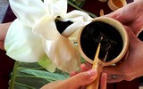 [ẢNH] Mùa sen thanh khiết trên khắp nẻo miền Trung 