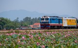 [ẢNH] Mùa sen thanh khiết trên khắp nẻo miền Trung 
