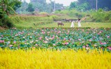 [ẢNH] Mùa sen thanh khiết trên khắp nẻo miền Trung 