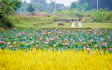 [ẢNH] Mùa sen thanh khiết trên khắp nẻo miền Trung 