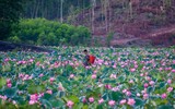 [ẢNH] Mùa sen thanh khiết trên khắp nẻo miền Trung 