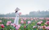 [ẢNH] Mùa sen thanh khiết trên khắp nẻo miền Trung 