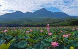 [ẢNH] Mùa sen thanh khiết trên khắp nẻo miền Trung 