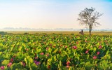 [ẢNH] Mùa sen thanh khiết trên khắp nẻo miền Trung 