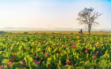 [ẢNH] Mùa sen thanh khiết trên khắp nẻo miền Trung 