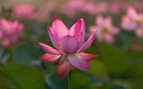 [ẢNH] Mùa sen thanh khiết trên khắp nẻo miền Trung 
