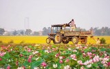 [ẢNH] Mùa sen thanh khiết trên khắp nẻo miền Trung 