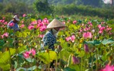 [ẢNH] Mùa sen thanh khiết trên khắp nẻo miền Trung 
