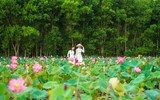 [ẢNH] Mùa sen thanh khiết trên khắp nẻo miền Trung 