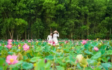[ẢNH] Mùa sen thanh khiết trên khắp nẻo miền Trung 