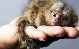 [ẢNH] Bò lùn nhỏ nhất thế giới và những sinh vật tí hon siêu hiếm