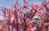 [ẢNH] Chiêm ngưỡng cây huyết rồng trên hòn đảo ‘ngoài hành tinh’ Socotra