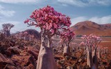 [ẢNH] Chiêm ngưỡng cây huyết rồng trên hòn đảo ‘ngoài hành tinh’ Socotra