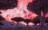 [ẢNH] Chiêm ngưỡng cây huyết rồng trên hòn đảo ‘ngoài hành tinh’ Socotra