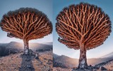 [ẢNH] Chiêm ngưỡng cây huyết rồng trên hòn đảo ‘ngoài hành tinh’ Socotra