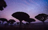 [ẢNH] Chiêm ngưỡng cây huyết rồng trên hòn đảo ‘ngoài hành tinh’ Socotra
