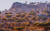 [ẢNH] Chiêm ngưỡng cây huyết rồng trên hòn đảo ‘ngoài hành tinh’ Socotra