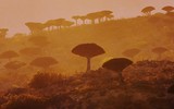 [ẢNH] Chiêm ngưỡng cây huyết rồng trên hòn đảo ‘ngoài hành tinh’ Socotra