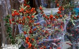 Sắc Tết rực rỡ tại chợ hoa đầu mối lớn nhất Hà thành
