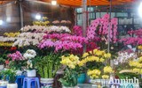 Sắc Tết rực rỡ tại chợ hoa đầu mối lớn nhất Hà thành