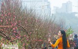 Sắc Tết rực rỡ tại chợ hoa đầu mối lớn nhất Hà thành