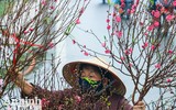 Sắc Tết rực rỡ tại chợ hoa đầu mối lớn nhất Hà thành