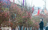 Sắc Tết rực rỡ tại chợ hoa đầu mối lớn nhất Hà thành
