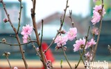 Sắc Tết rực rỡ tại chợ hoa đầu mối lớn nhất Hà thành