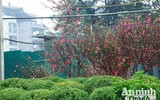 Sắc Tết rực rỡ tại chợ hoa đầu mối lớn nhất Hà thành