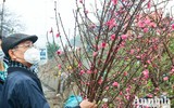 Sắc Tết rực rỡ tại chợ hoa đầu mối lớn nhất Hà thành