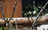 Sắc Tết rực rỡ tại chợ hoa đầu mối lớn nhất Hà thành