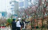 Sắc Tết rực rỡ tại chợ hoa đầu mối lớn nhất Hà thành