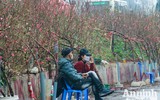 Sắc Tết rực rỡ tại chợ hoa đầu mối lớn nhất Hà thành