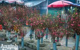 Sắc Tết rực rỡ tại chợ hoa đầu mối lớn nhất Hà thành