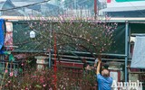 Sắc Tết rực rỡ tại chợ hoa đầu mối lớn nhất Hà thành