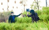 Đường hoa Home Hanoi Xuan 2022 rực rỡ đón du khách ghé thăm