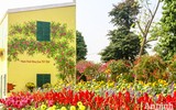 Đường hoa Home Hanoi Xuan 2022 rực rỡ đón du khách ghé thăm