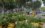 Hà Nội: Xem không gian đi bộ quanh hồ Thiền Quang trang hoàng đẹp mắt trước ngày khai trương