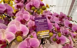 Những chậu lan Hồ Điệp 