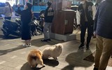 Cận cảnh Hồ Gươm, Hà Nội tấp nập khách du xuân ngày mùng 4 Tết