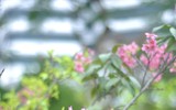 Hoa anh đào Nhật Bản bung nở rực rỡ trong công viên ở Hà Nội